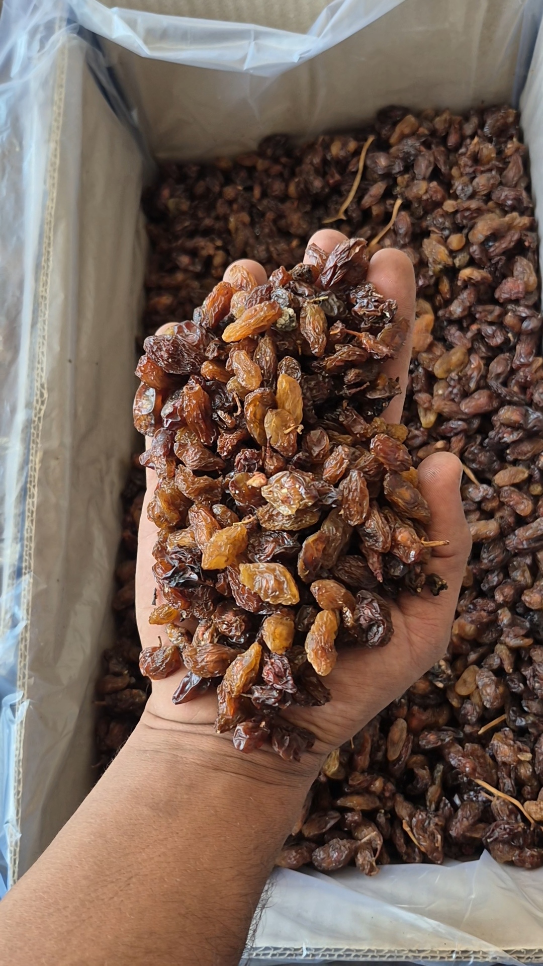 مویز آفتابی_آبگیری