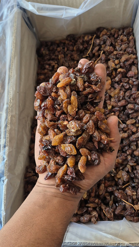 مویز آفتابی_آبگیری