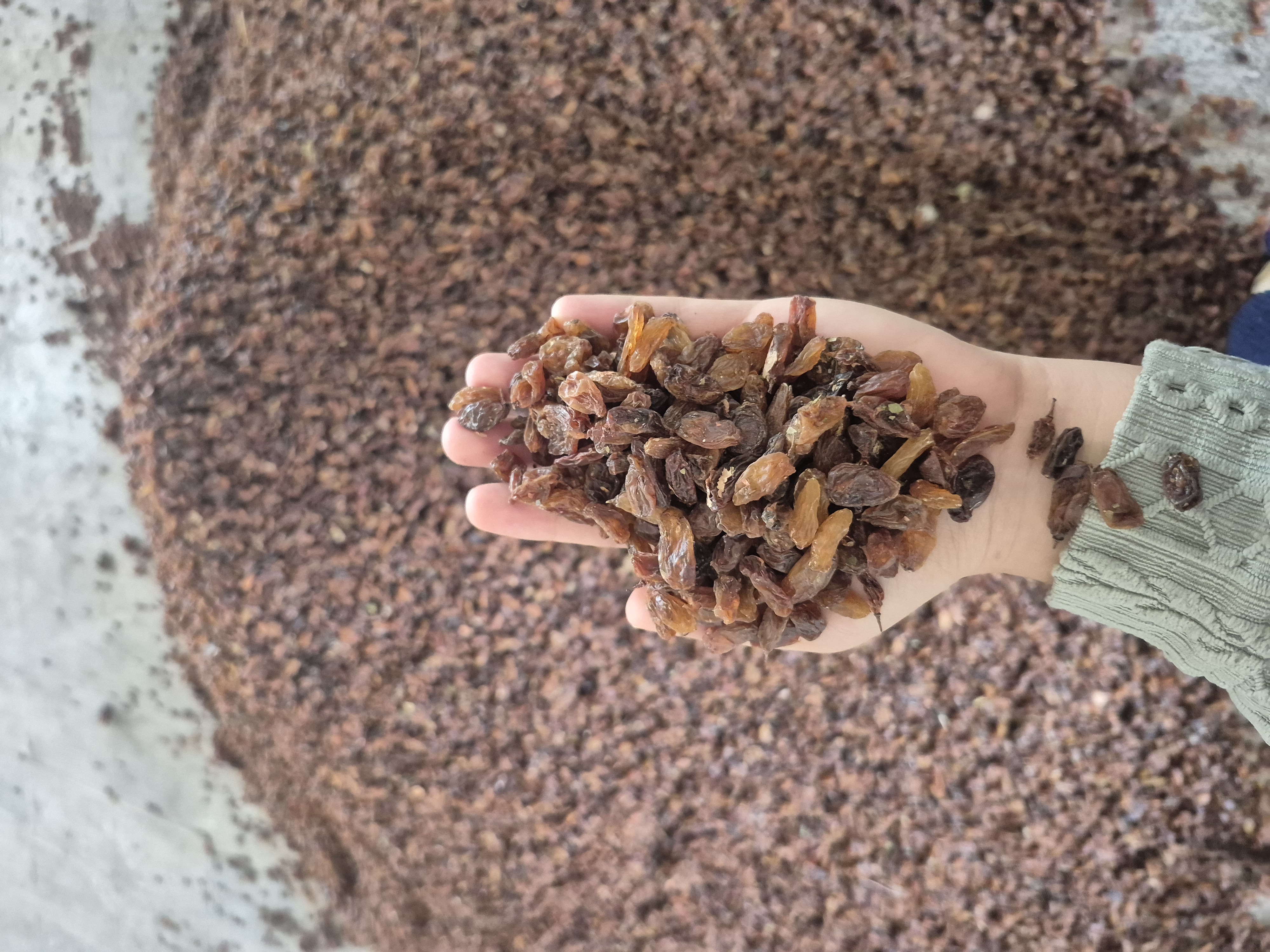 کشمش آفتابی _ آبگیری درجه یک