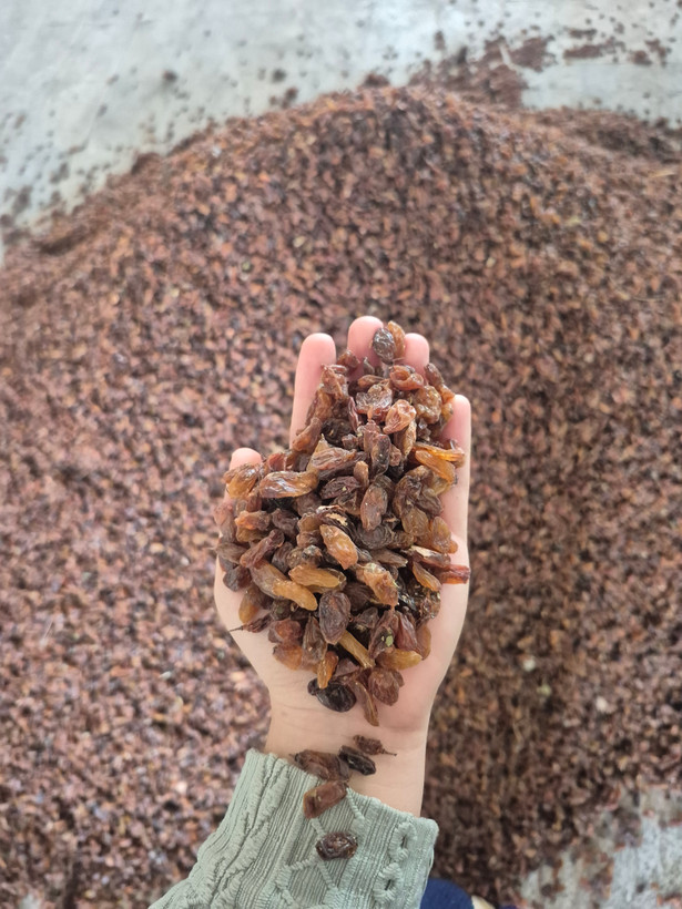 کشمش آفتابی _ آبگیری درجه یک